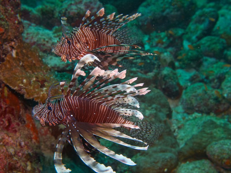 Lion Fish, Seulako Cave